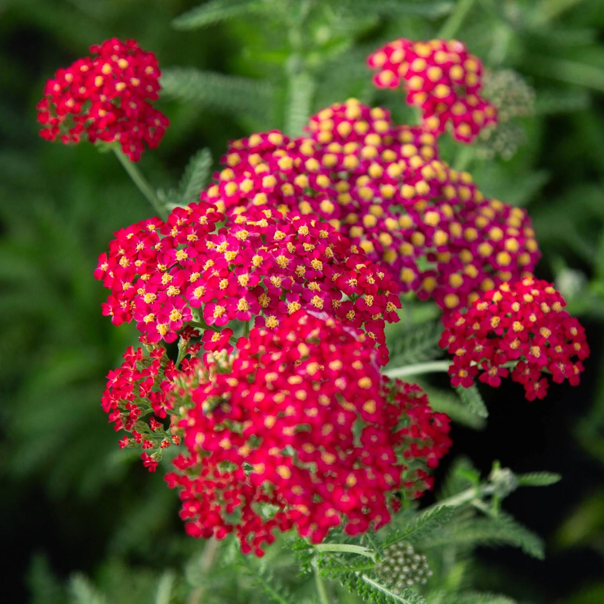 Paprika Yarrow