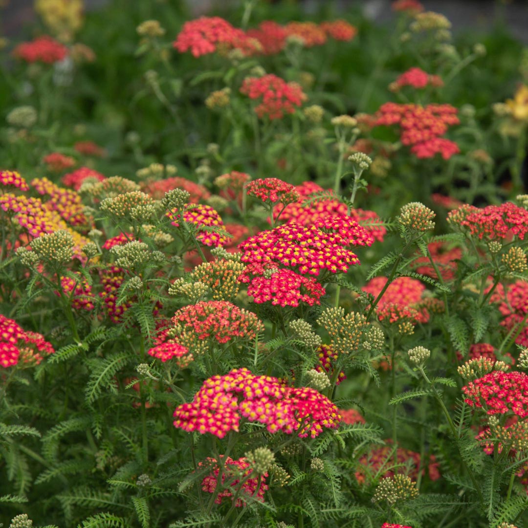 Paprika Yarrow