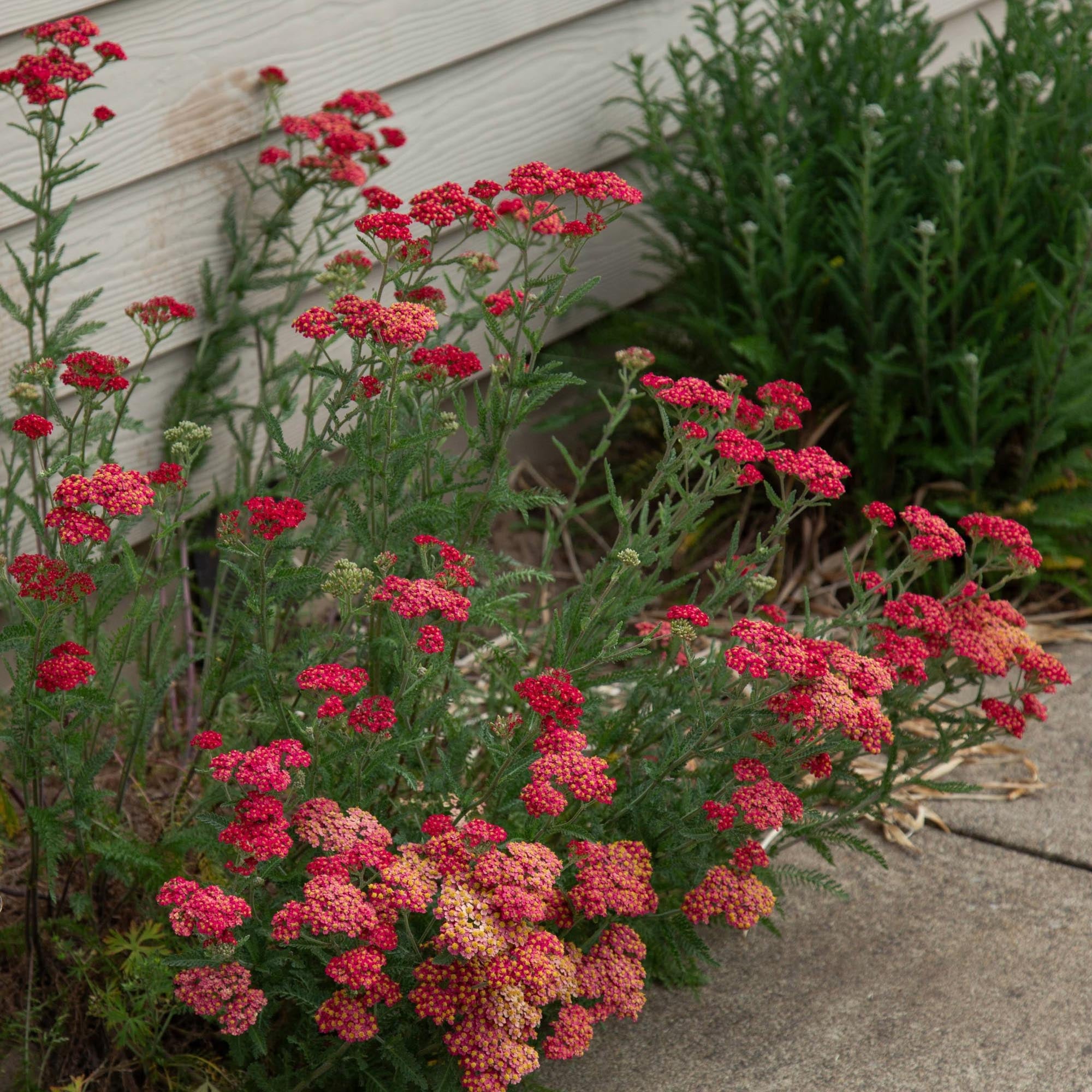 Paprika Yarrow