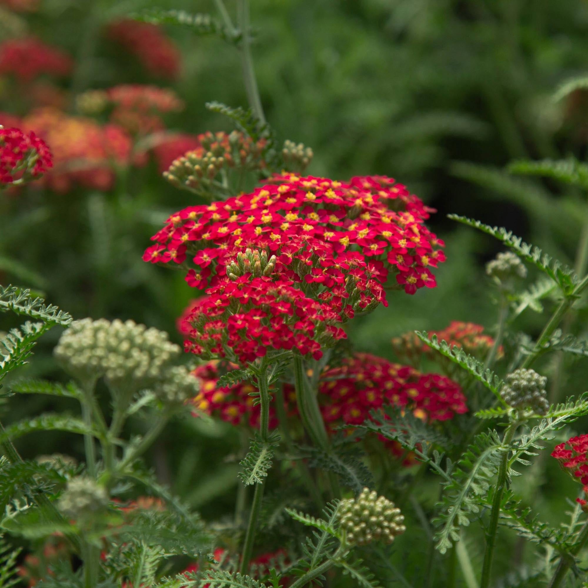 Paprika Yarrow
