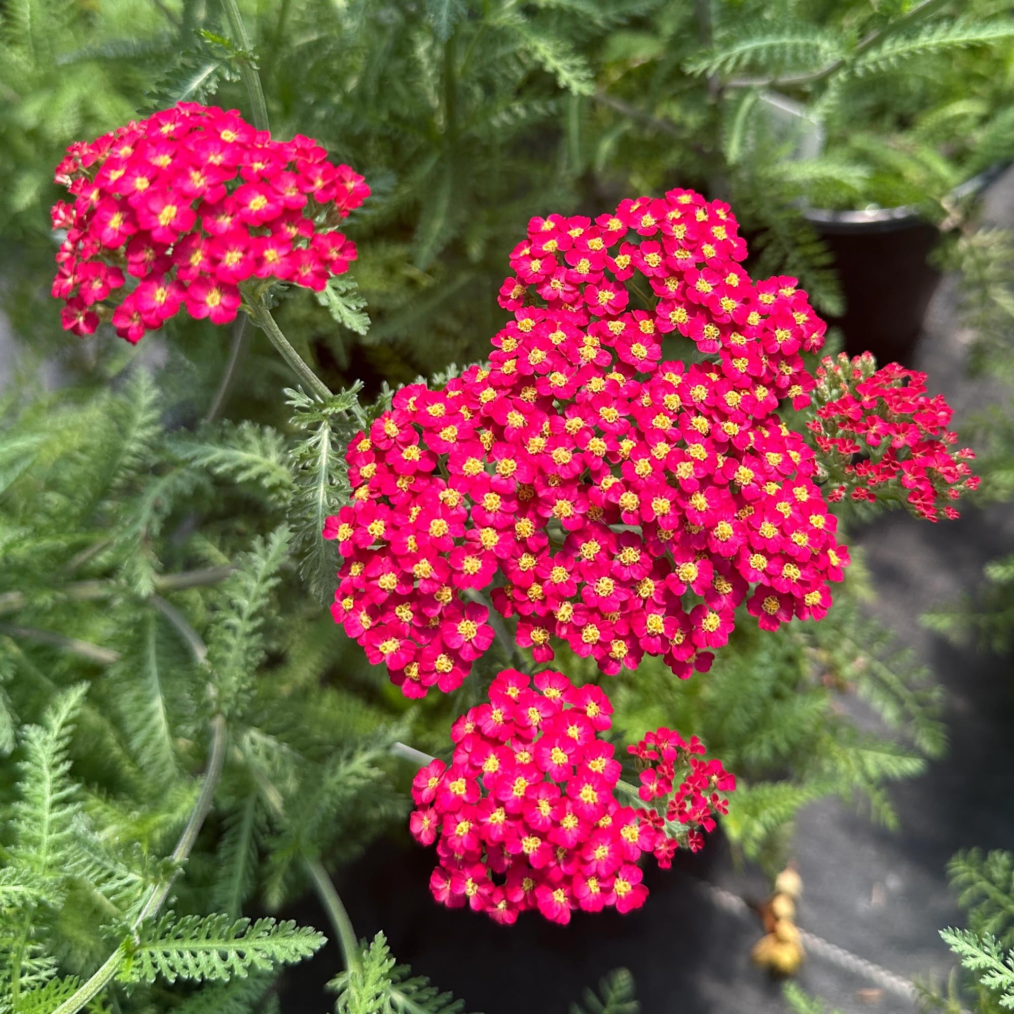 Paprika Yarrow