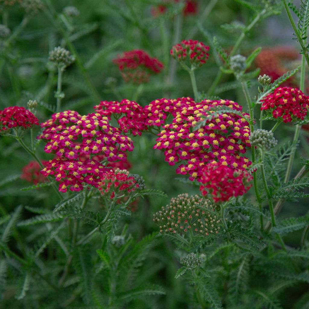 Paprika Yarrow