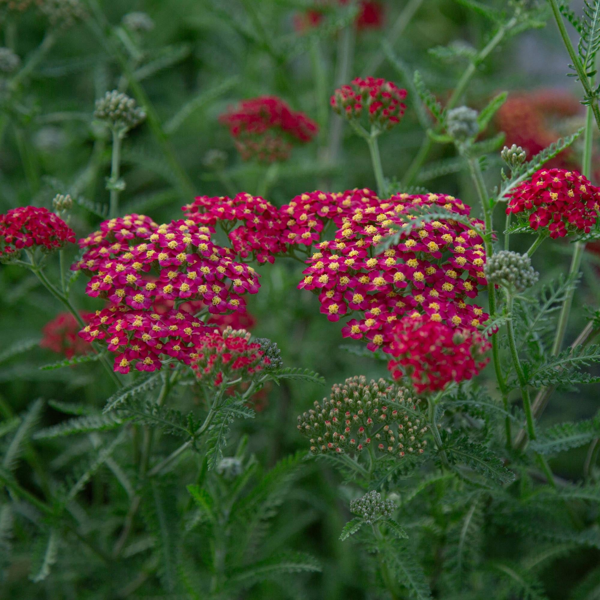 Paprika Yarrow