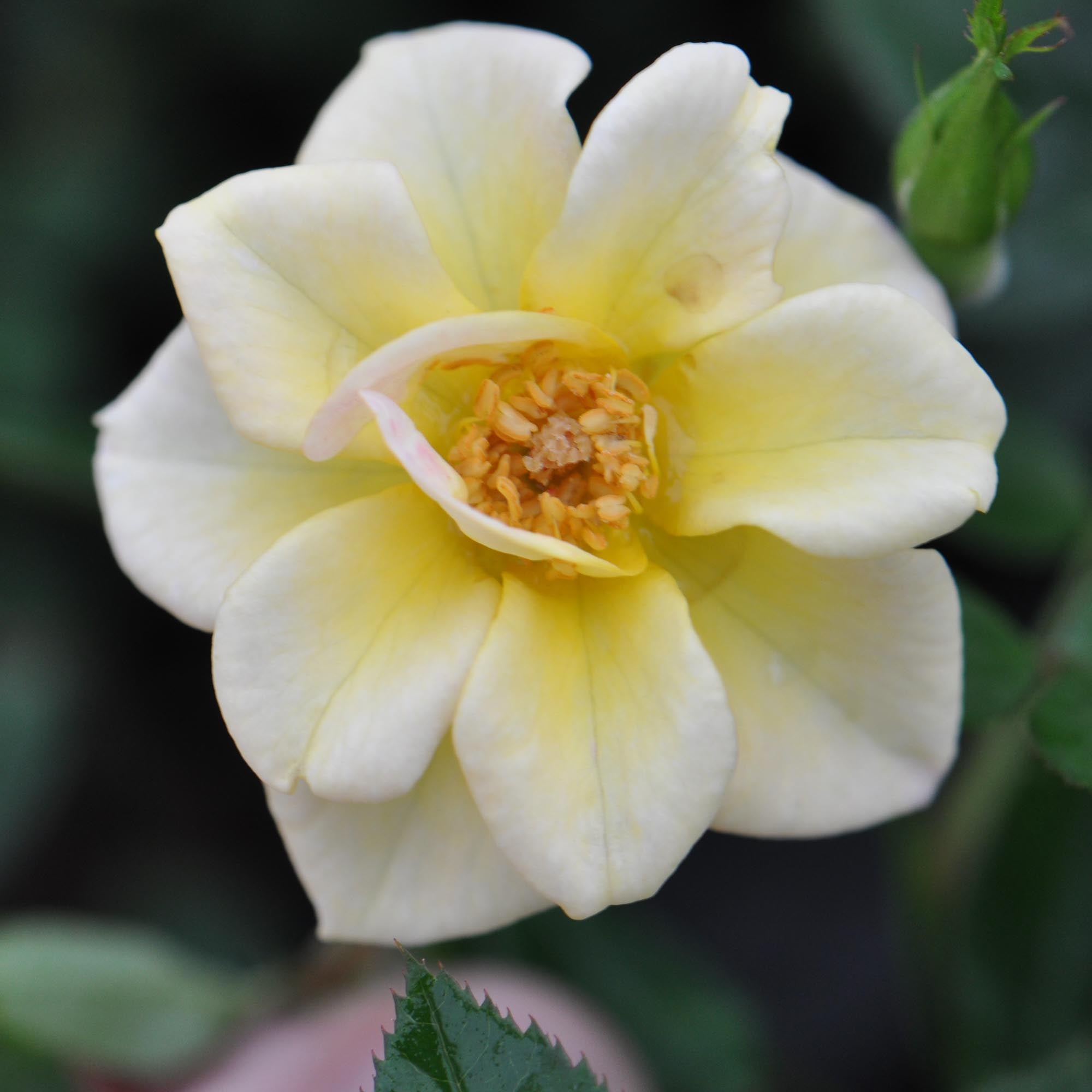 Yellow Fairy®