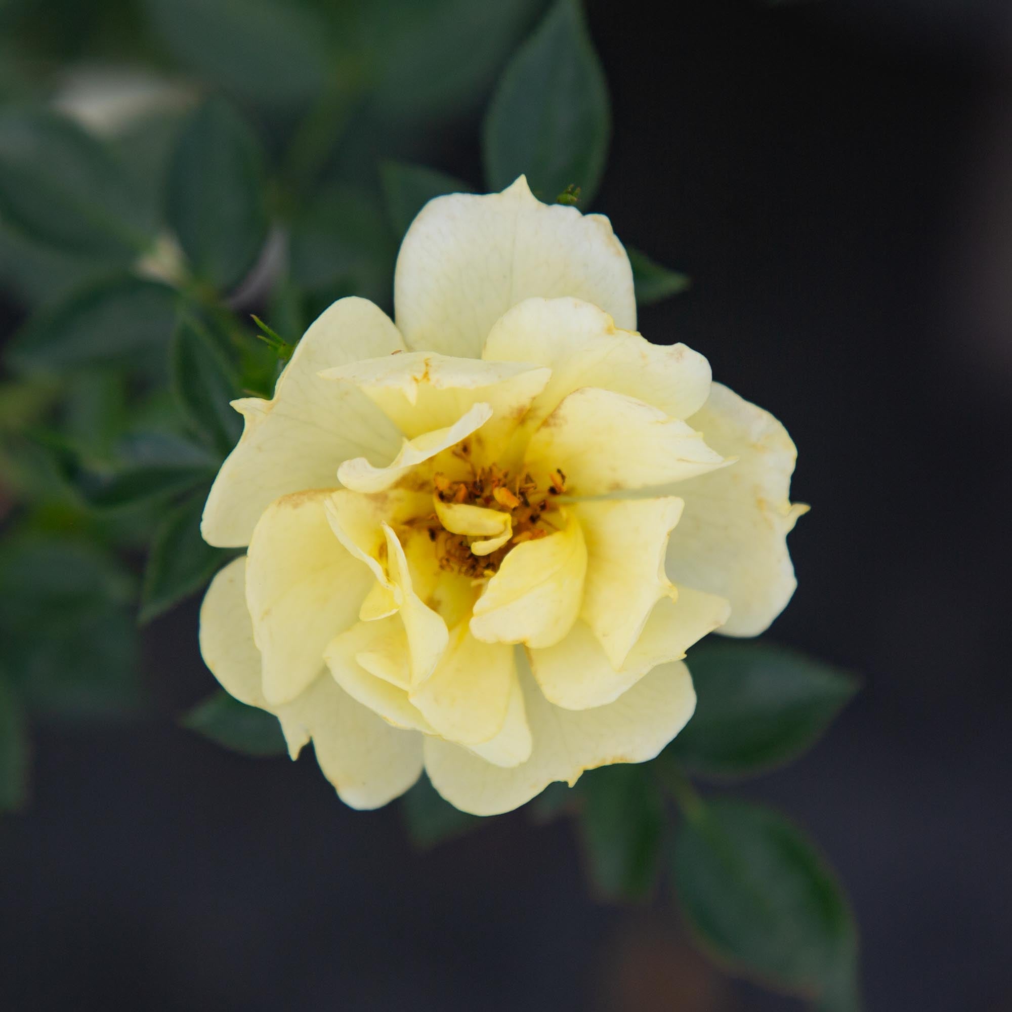 Yellow Fairy®