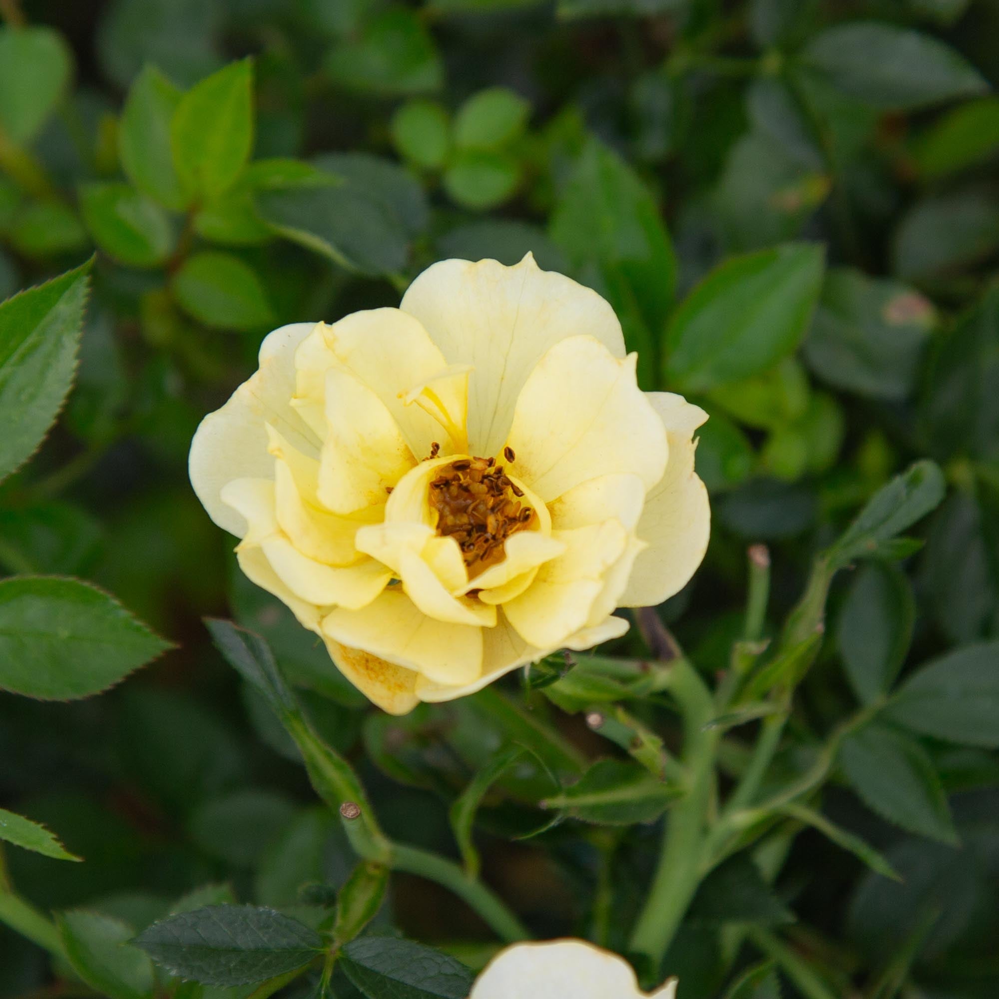 Yellow Fairy®
