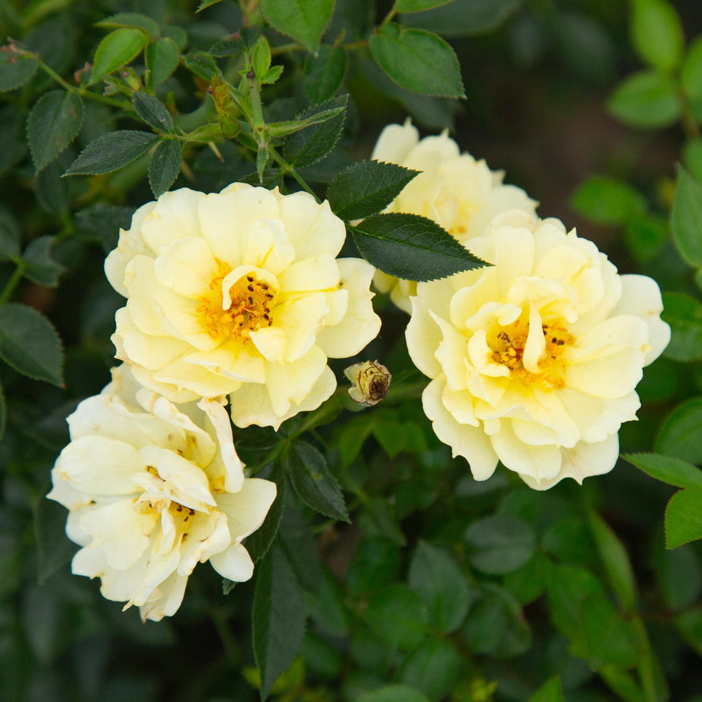 Yellow Fairy®