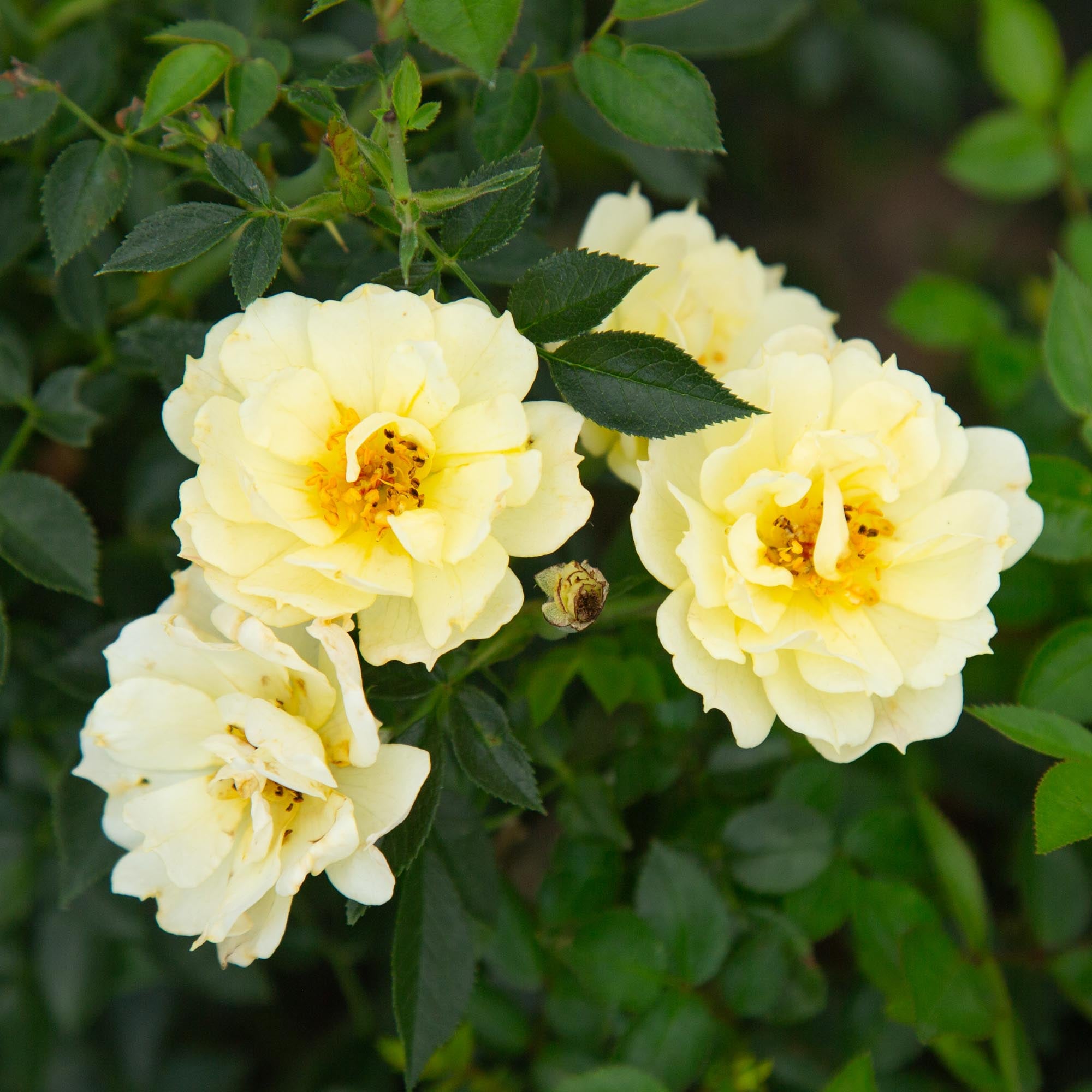 Yellow Fairy®