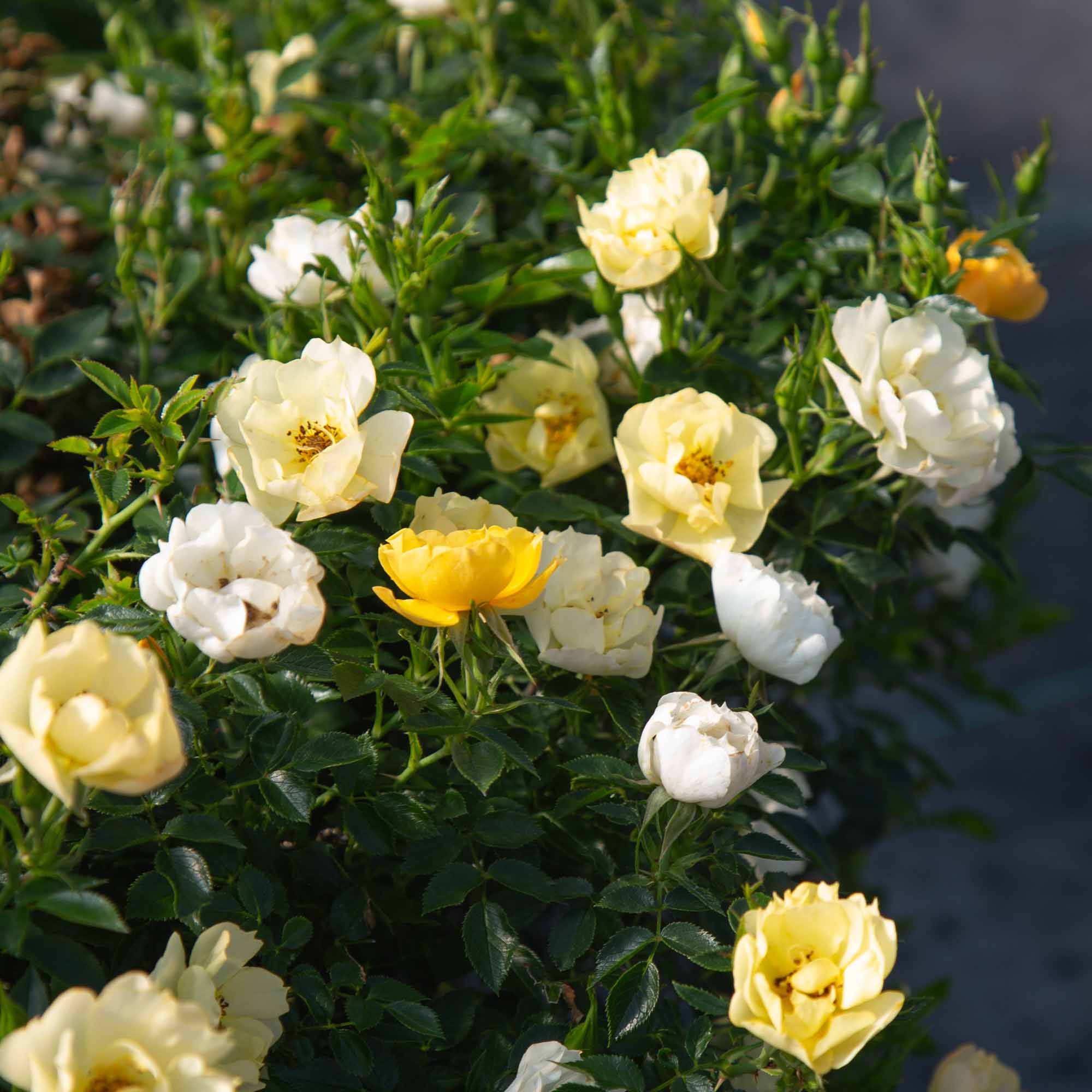 Yellow Fairy®