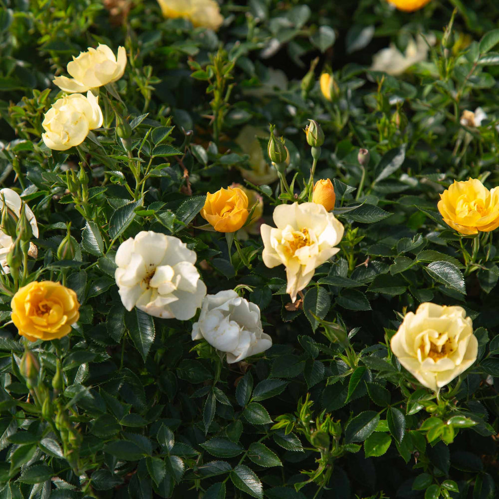 Yellow Fairy®