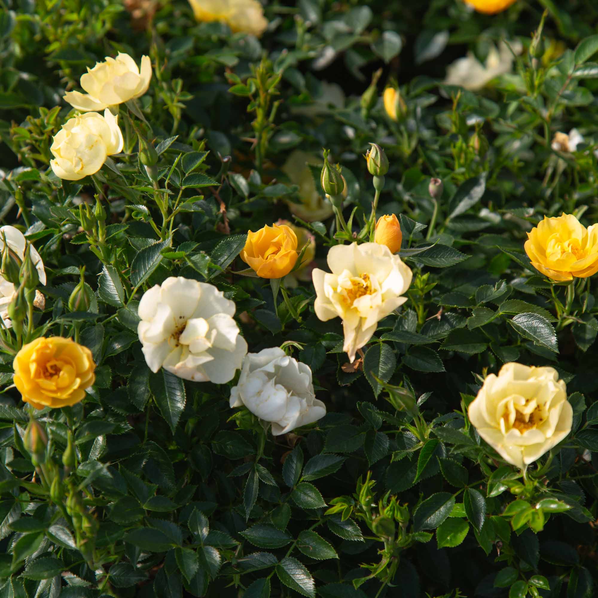 Yellow Fairy®