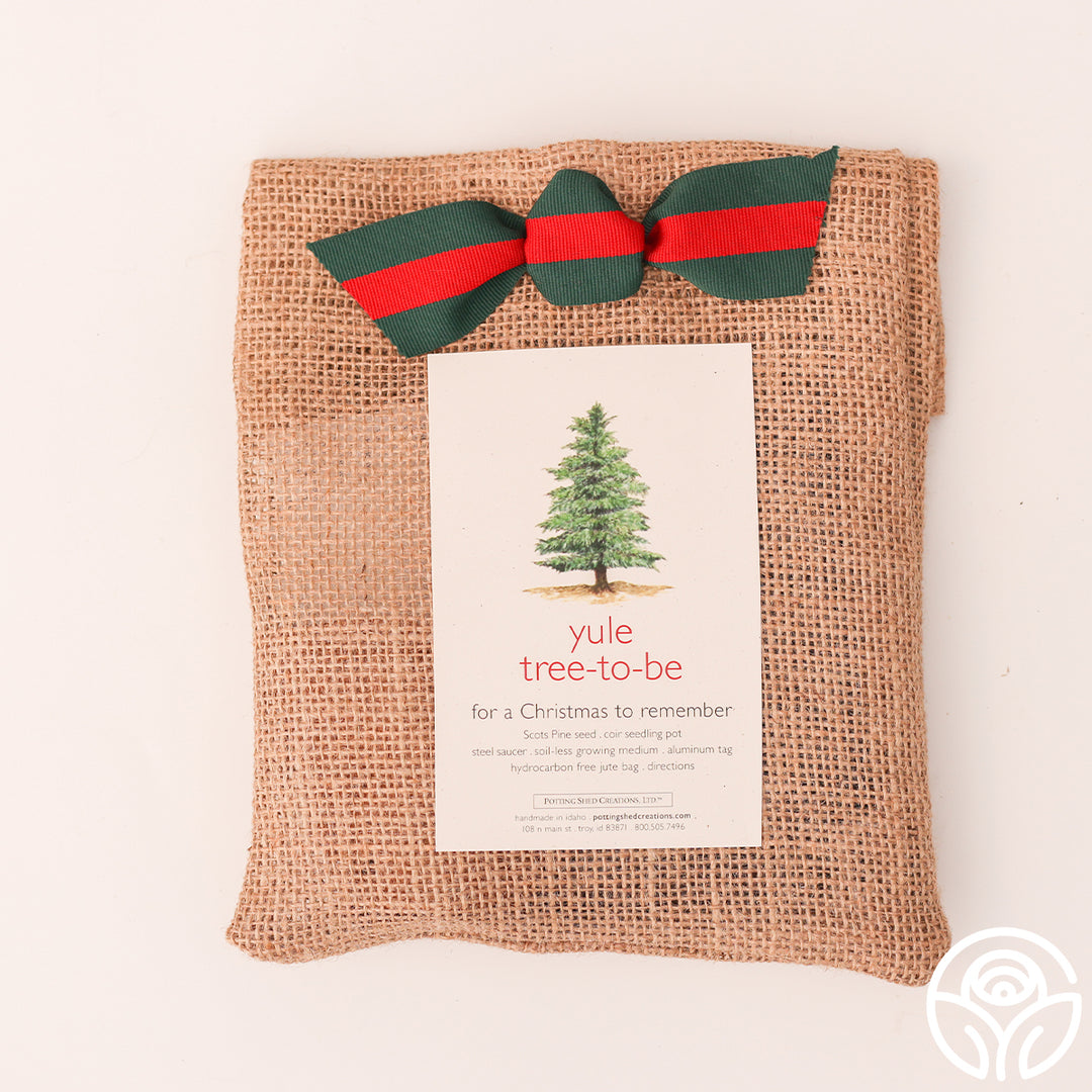 Yule Tree-To-Be Gift Set