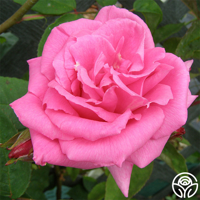 Rose Adidas ZX 5K Boost Womens Hazy Rose Blush Pink Gray Blue White