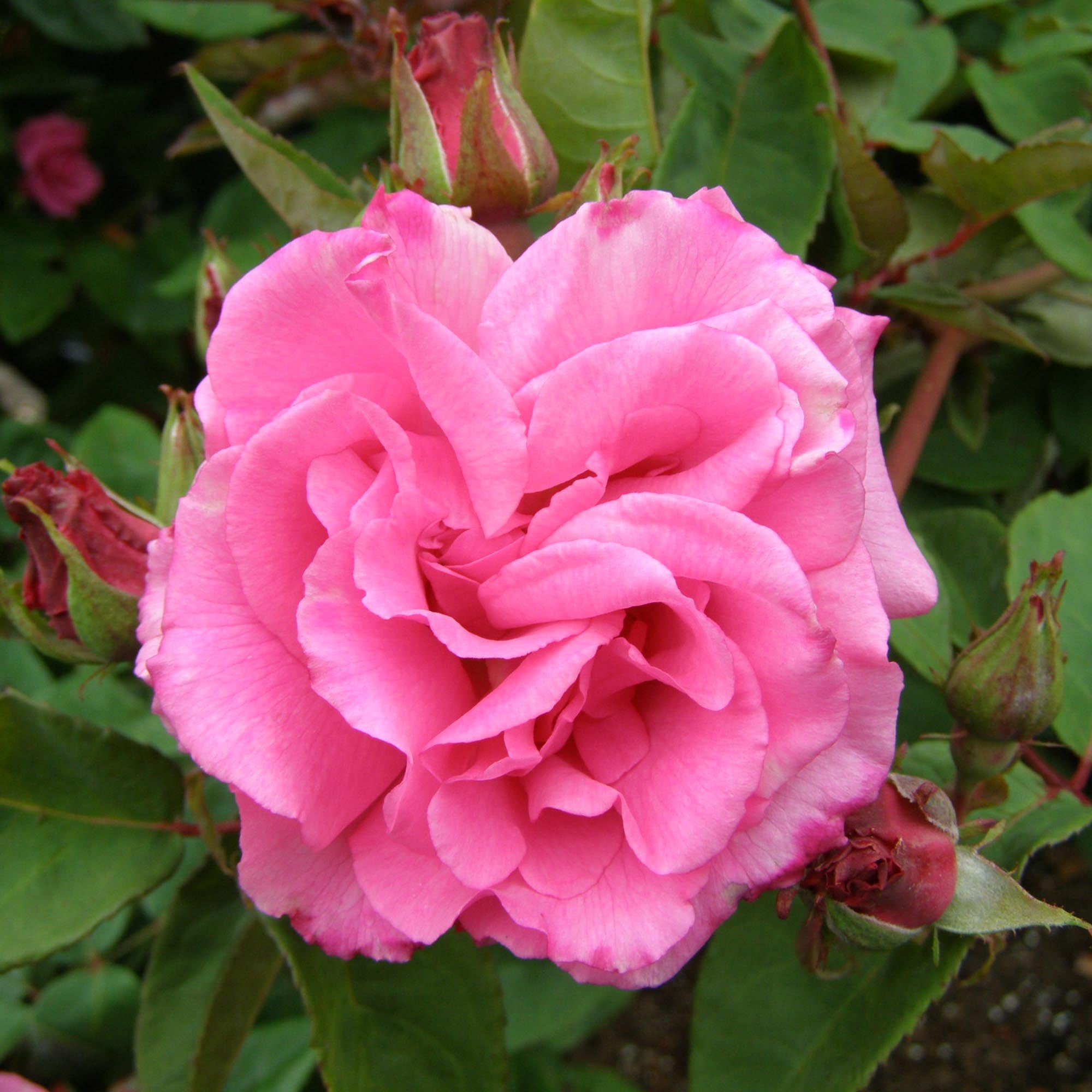 Zéphirine Drouhin