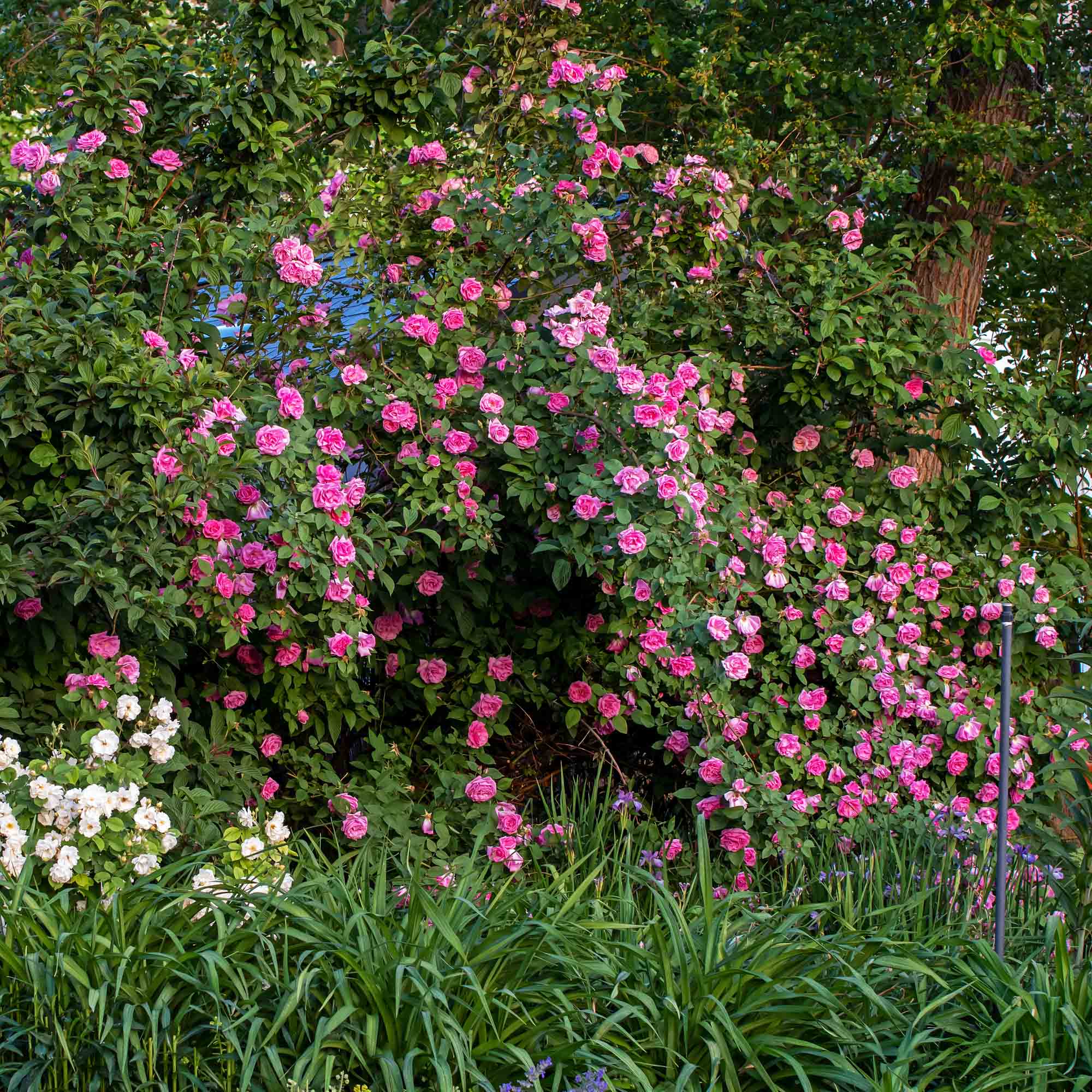 Zéphirine Drouhin