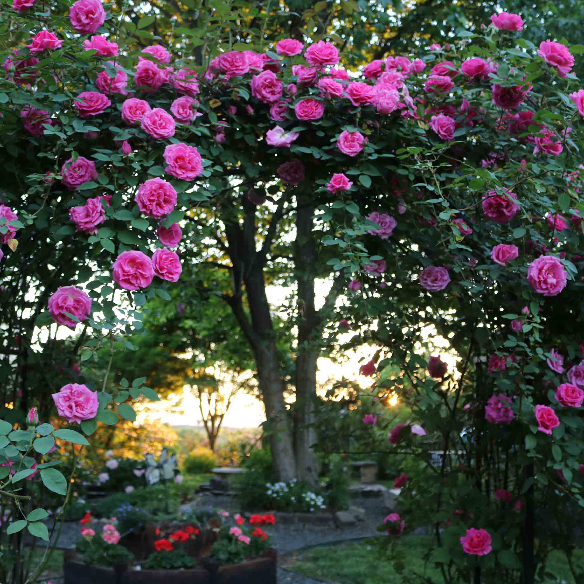 Zéphirine Drouhin