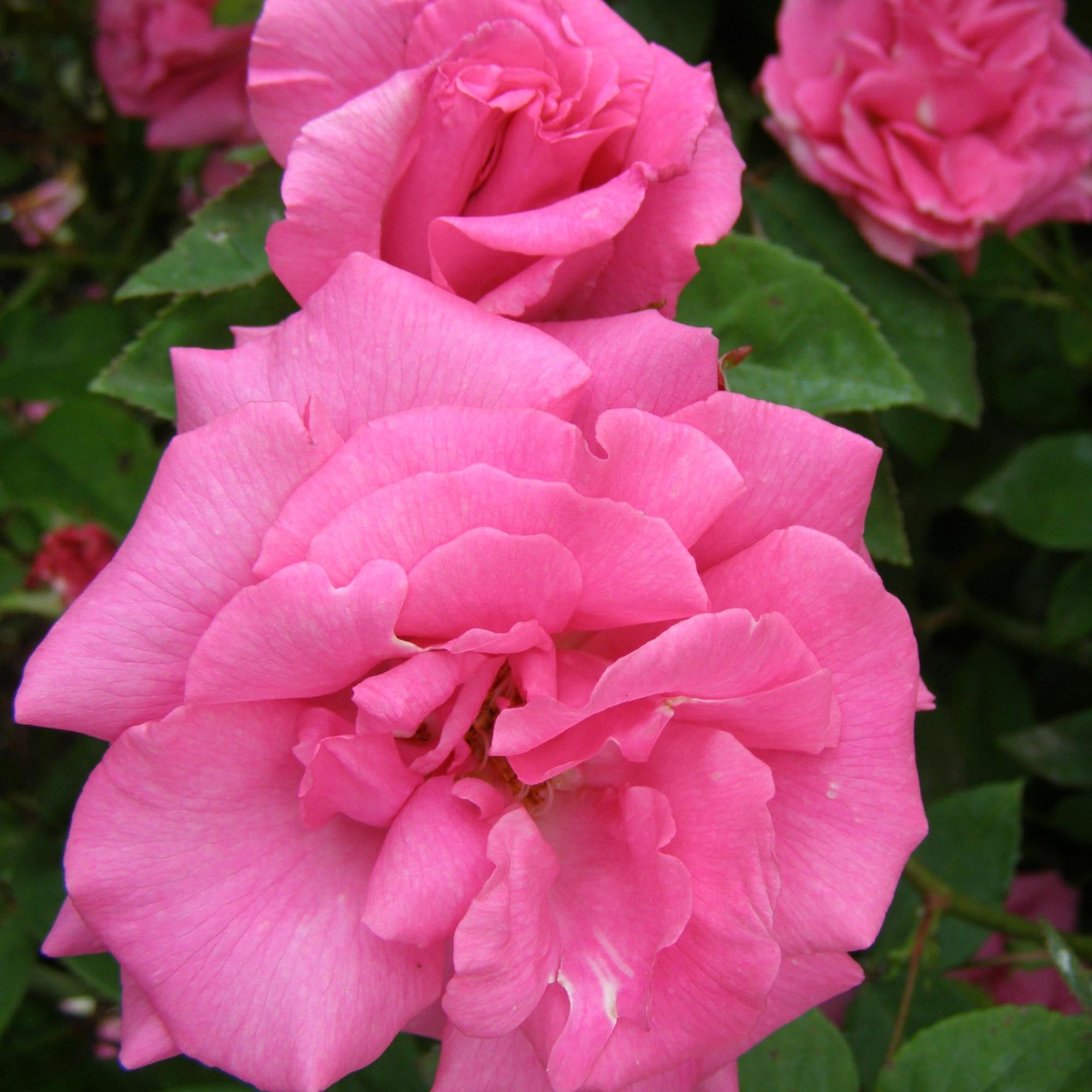 Zéphirine Drouhin