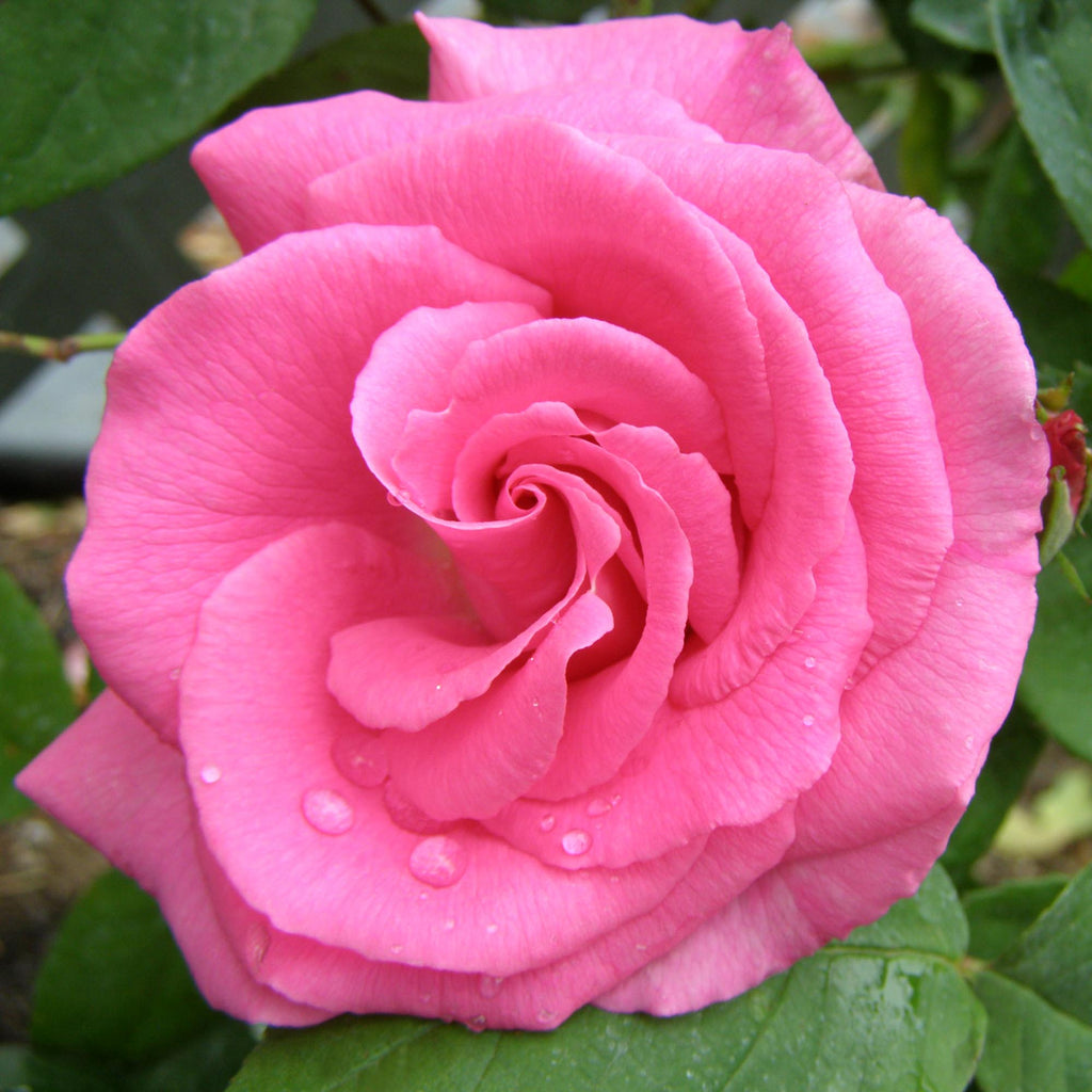 Zéphirine Drouhin
