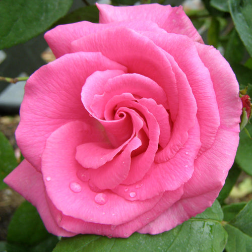 Zéphirine Drouhin
