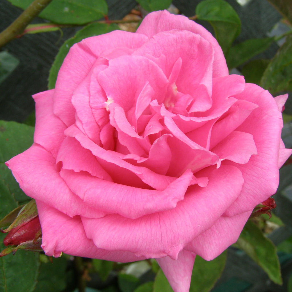 Zéphirine Drouhin