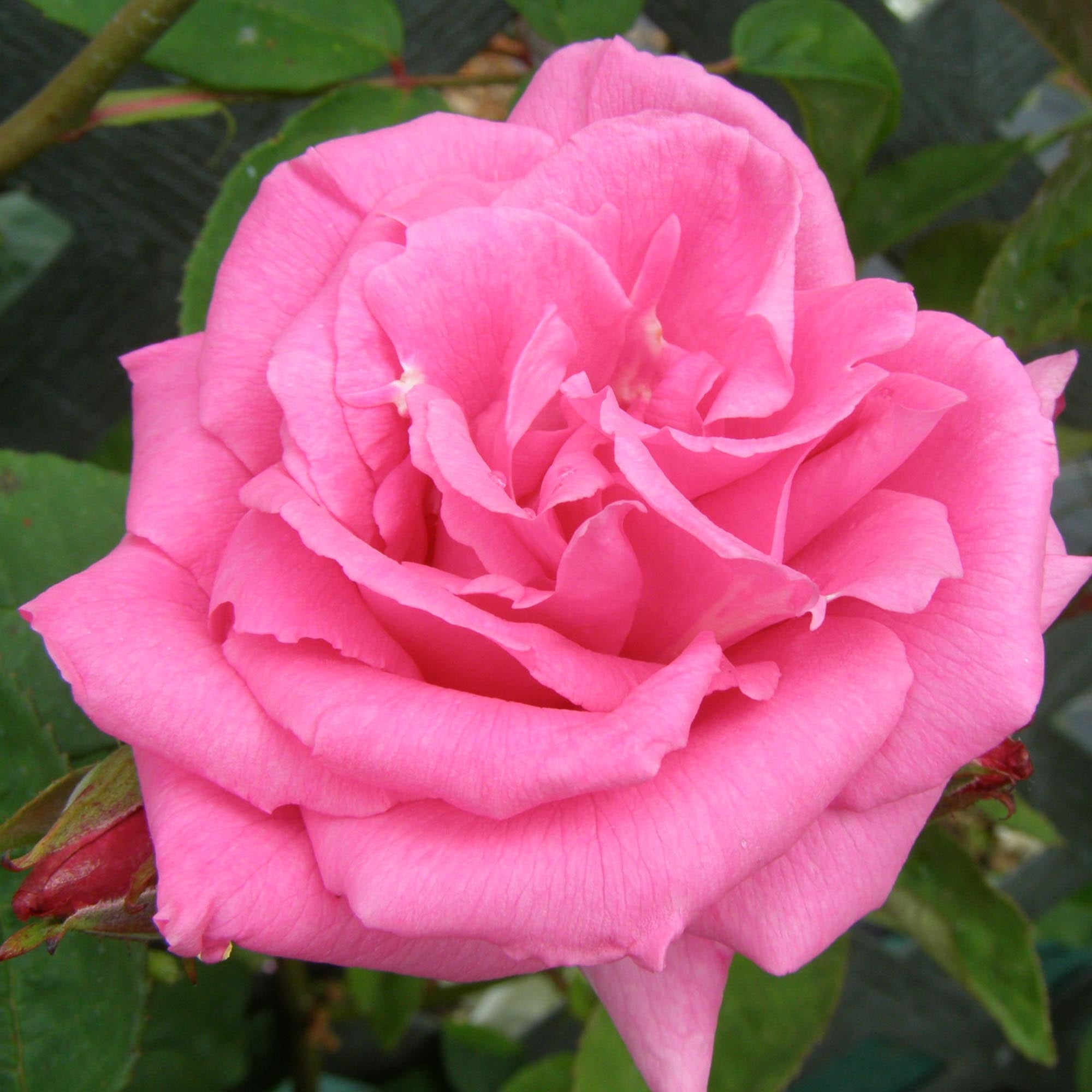 Zéphirine Drouhin