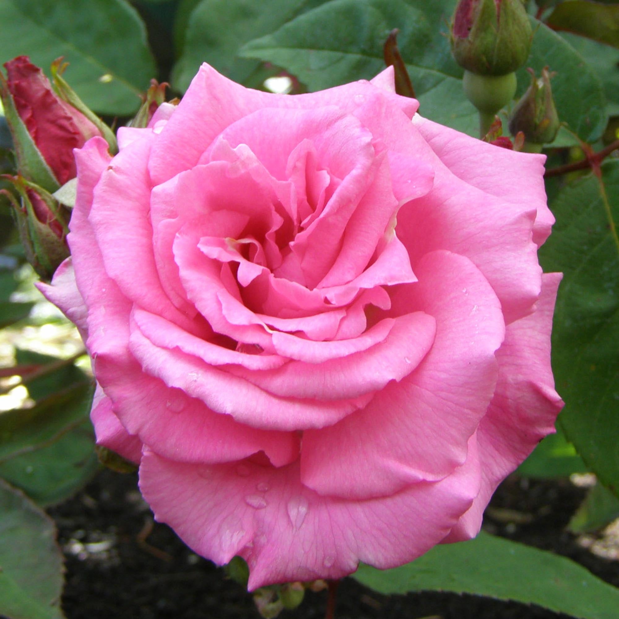 Zéphirine Drouhin