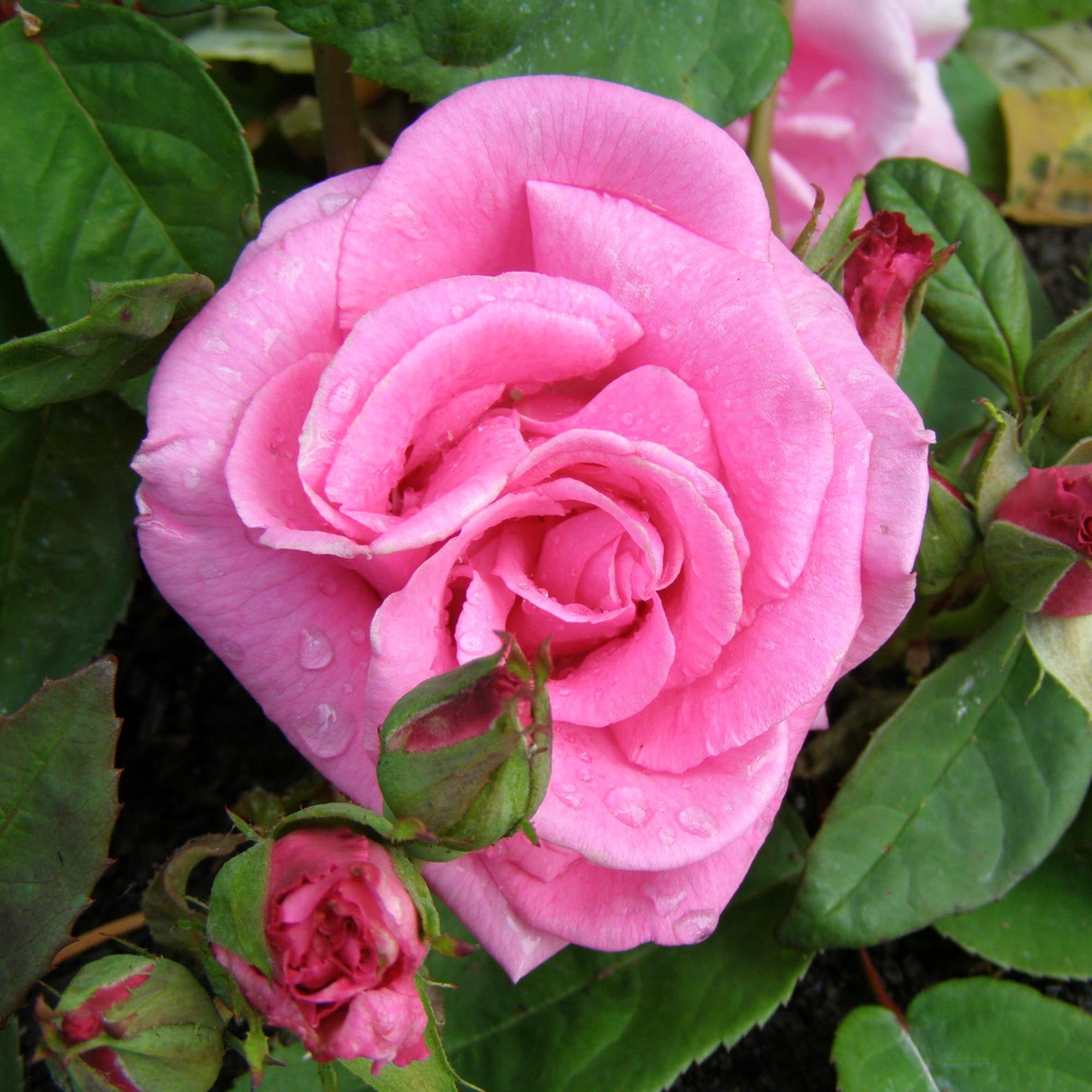 Zéphirine Drouhin