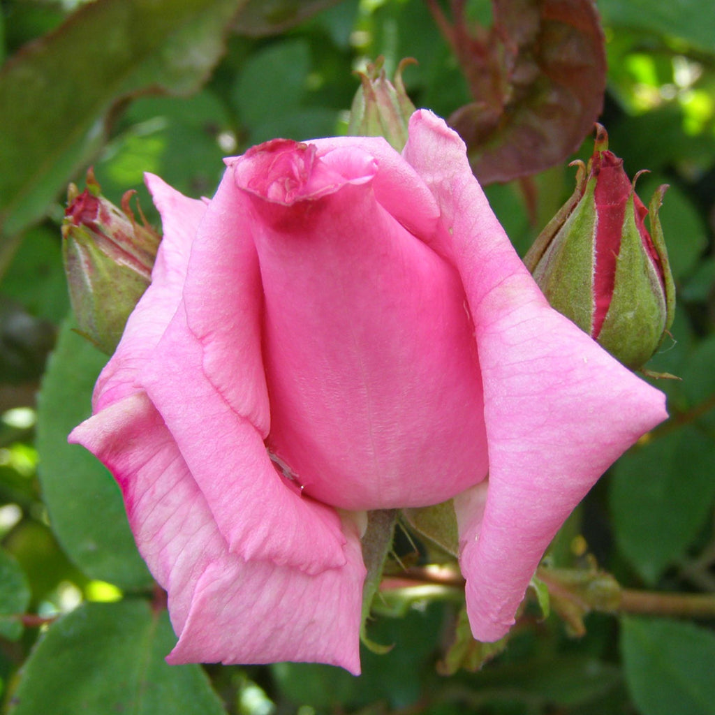 Zéphirine Drouhin