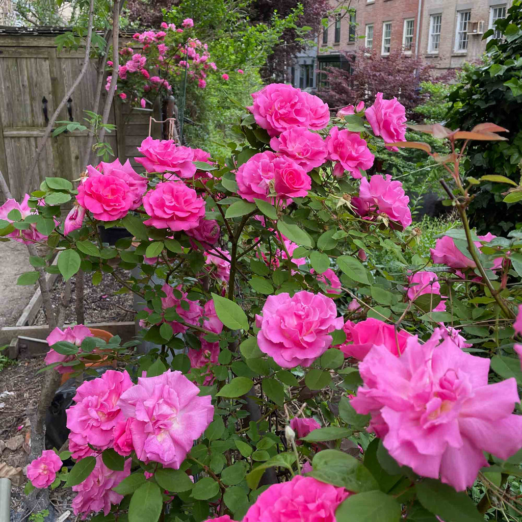 Zéphirine Drouhin