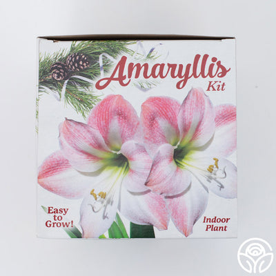 Winter Amaryllis Kit