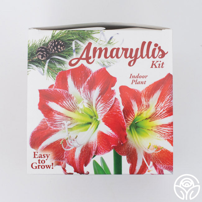 Winter Amaryllis Kit