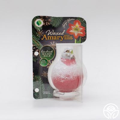 Wintery Amaryllis Bulb