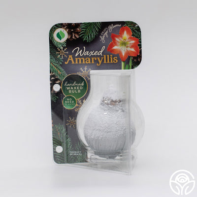 Wintery Amaryllis Bulb