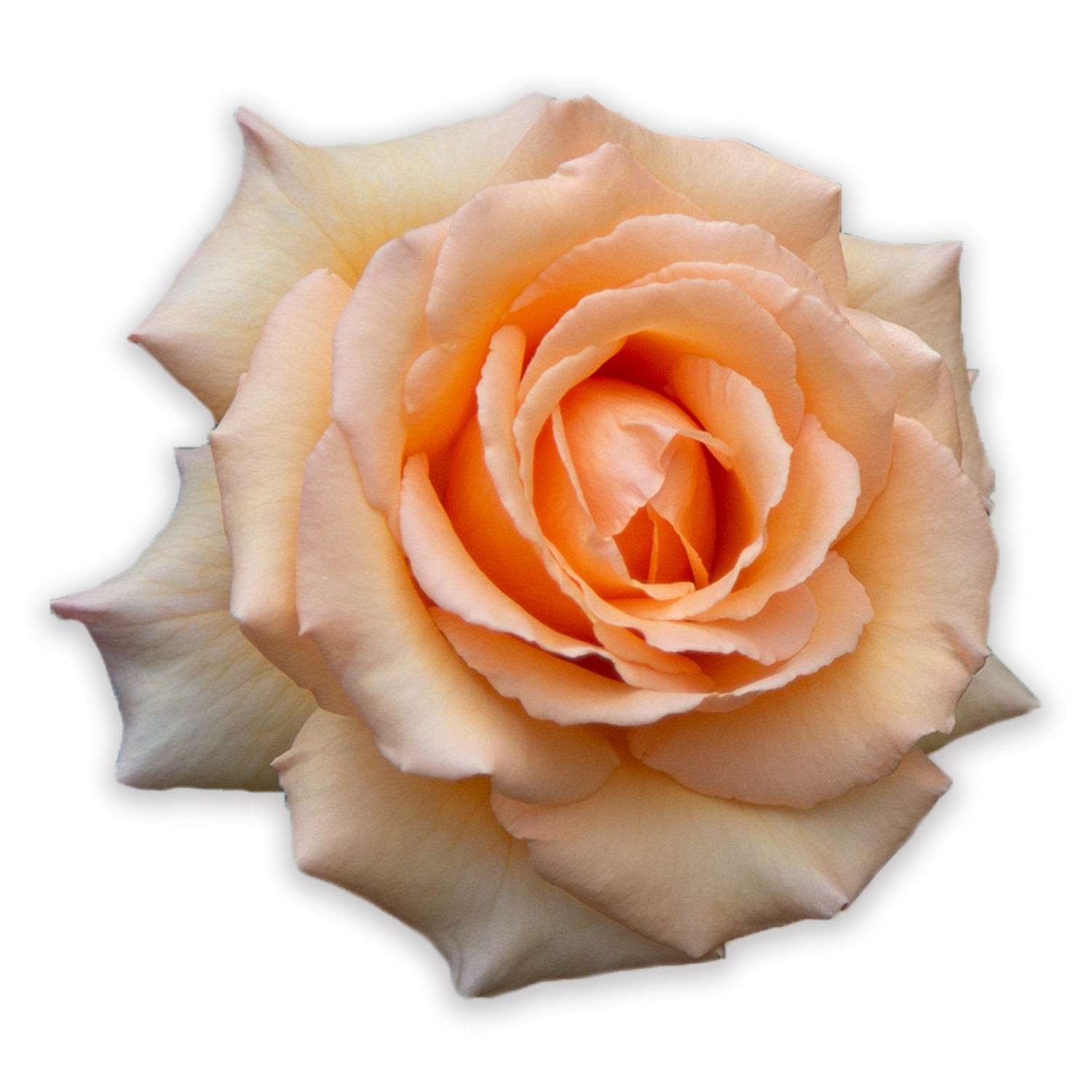 Apricot