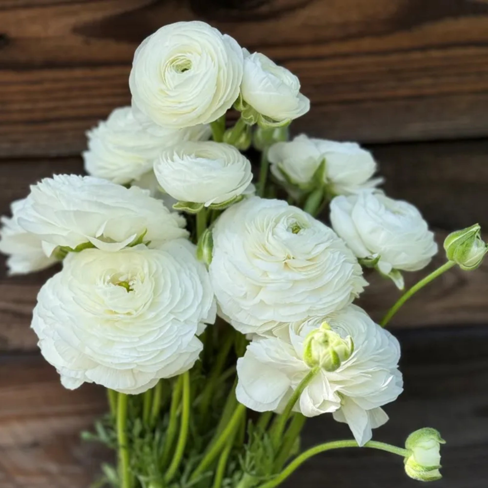 Elegance Bianco