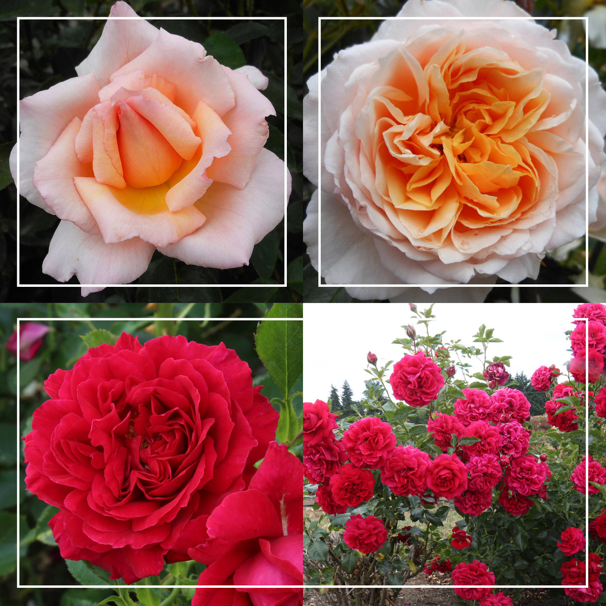 English Roses Collection – Heirloom