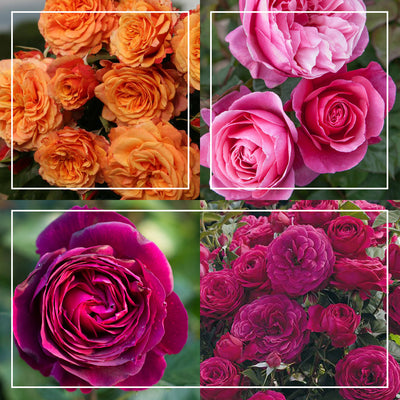 Vibrant Bouquet Collection