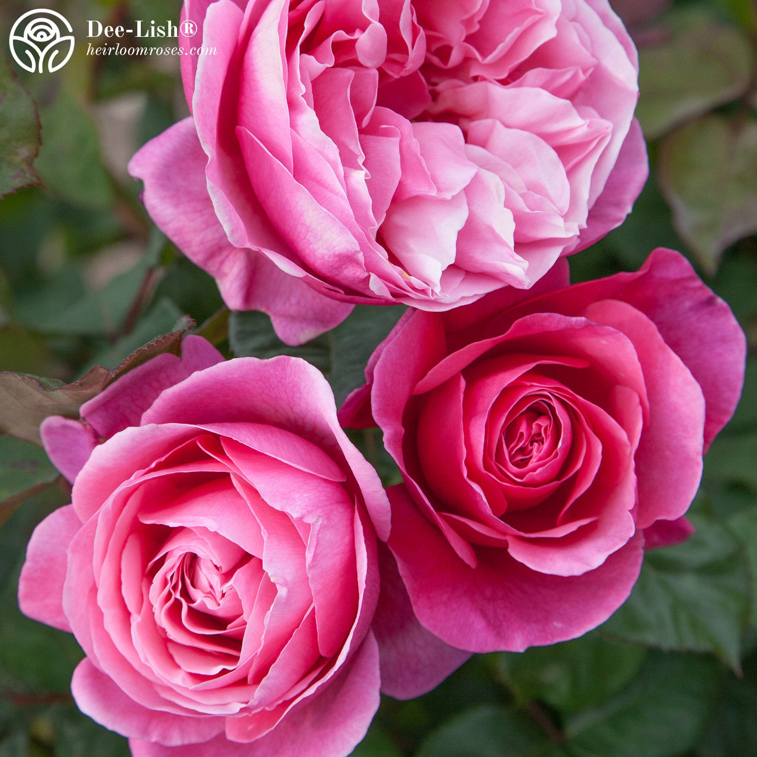 ジェリーキャット ローズ花　Rose Bouquet Amuseables Rose Bouquet - Official Jellycat