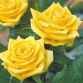 Fragrant Gold
