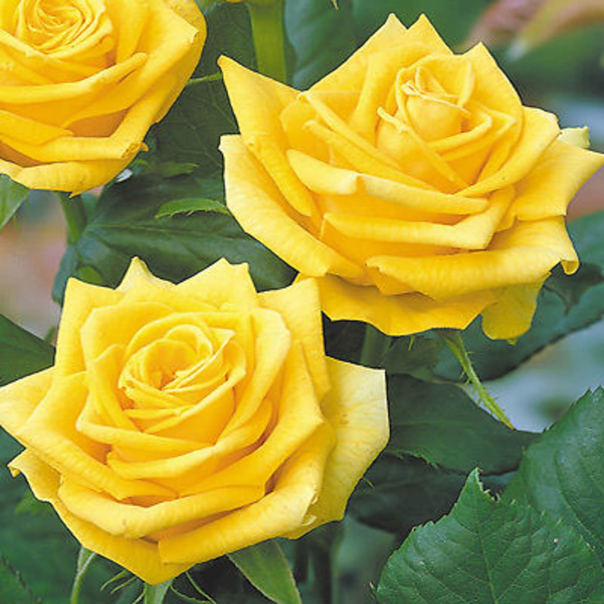 Fragrant Gold