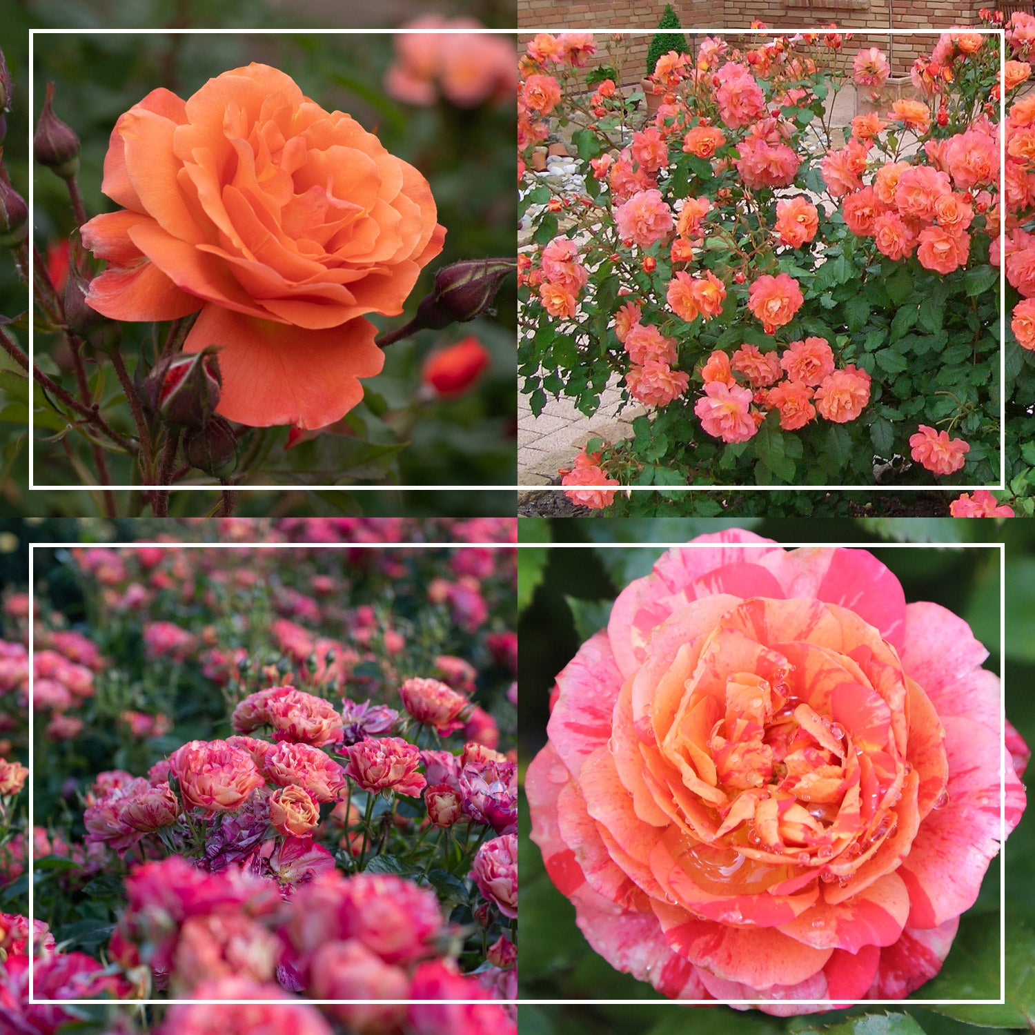 Shade-Tolerant Collection – Heirloom Roses