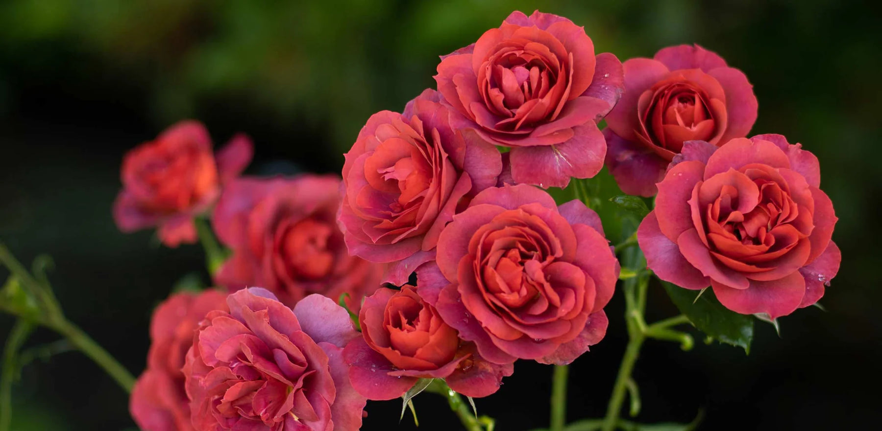 red roses banner