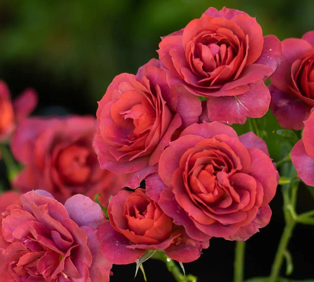 red roses banner