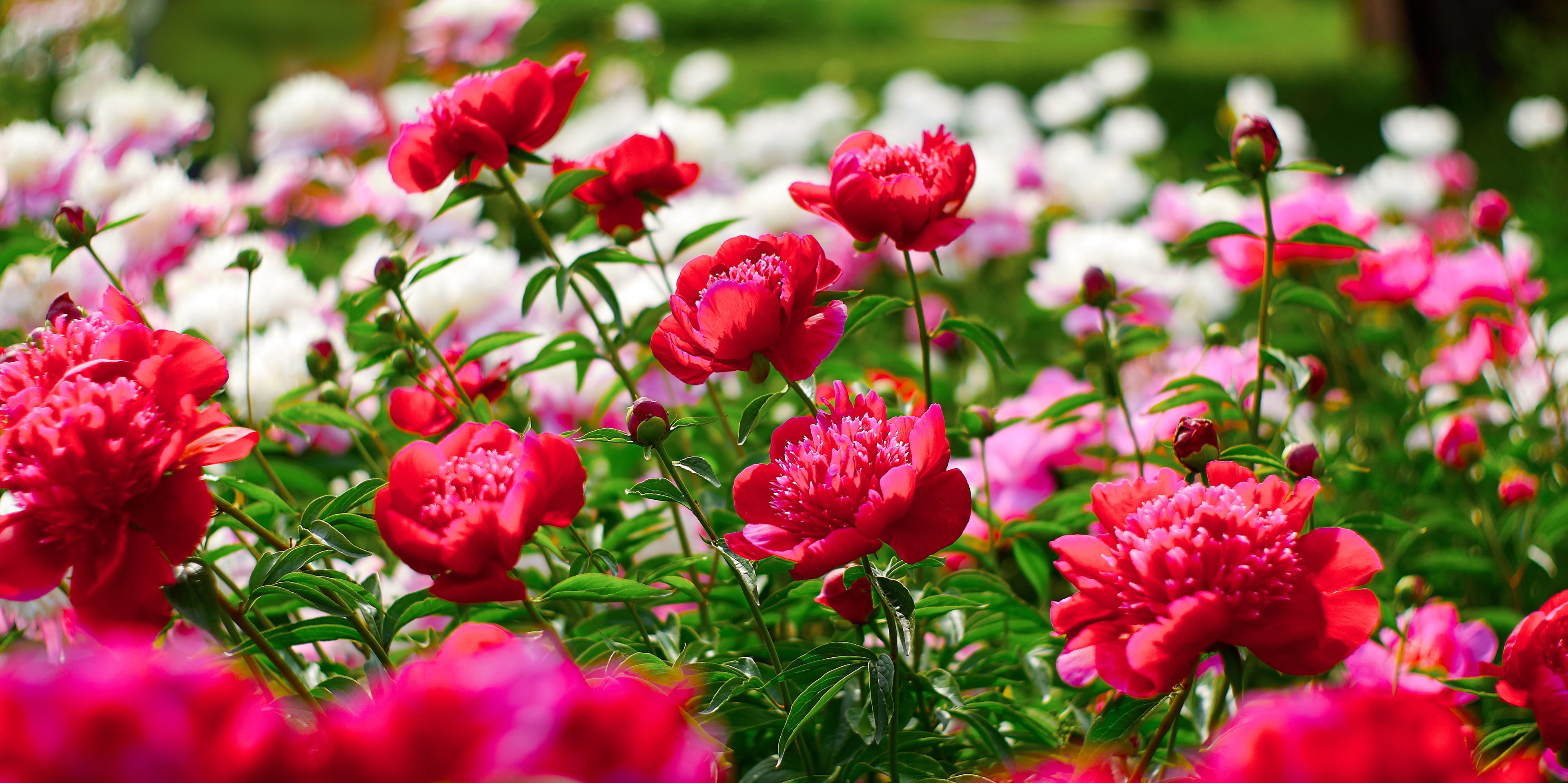 Bright red and pink peonies in full bloom in a vibrant summer garden.