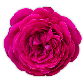 Tips for Planting Roses in the Fall – Heirloom Roses