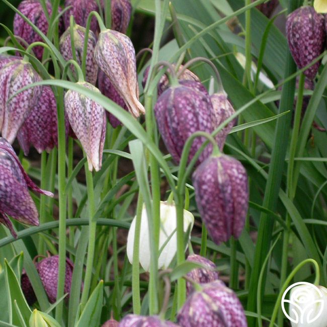 Fritillaria Meleagris Mix