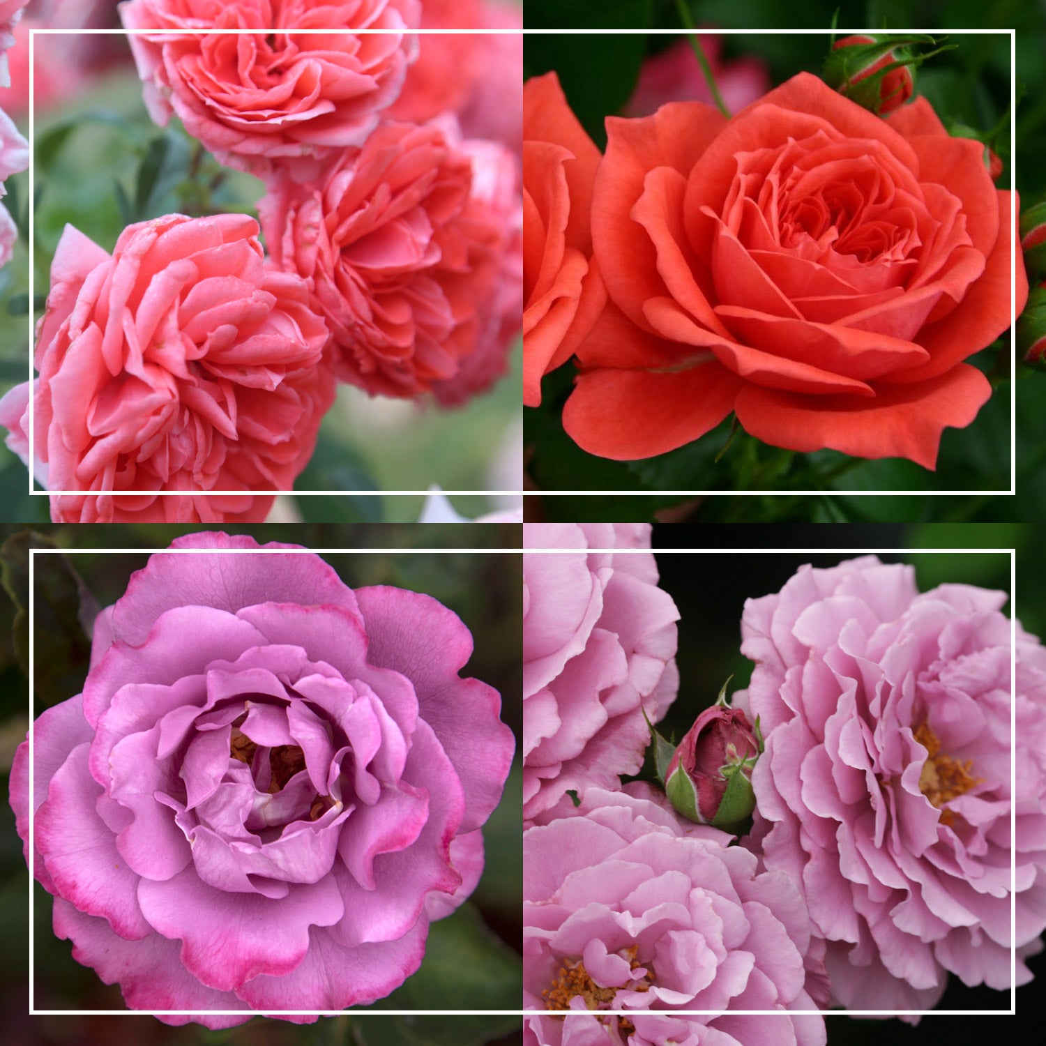 Patio Favorites Collection – Heirloom Roses