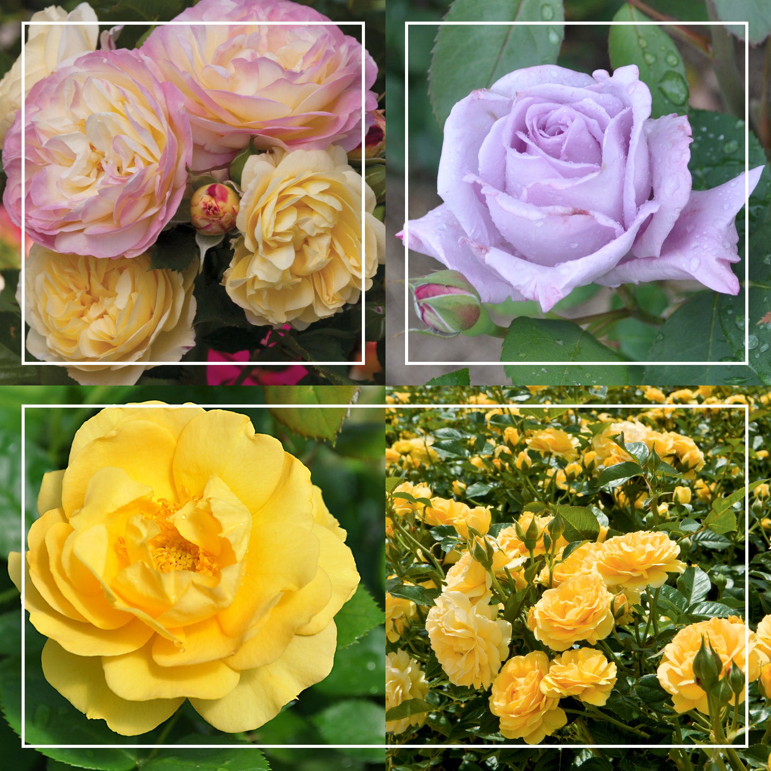 Spring Color Bouquet Collection – Heirloom Roses