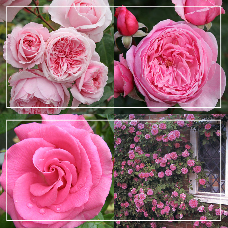 Fragrant Pink Climber Collection