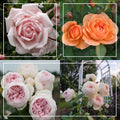 Cottage Garden Collection